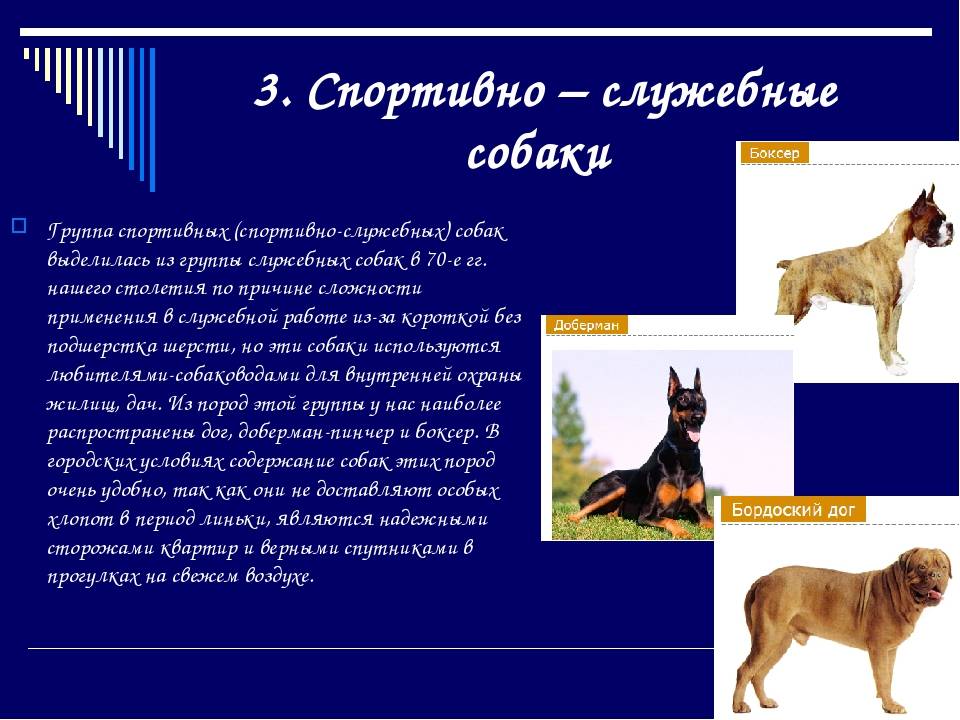 Собаки группы 8: классификация пород в соответствии с fci