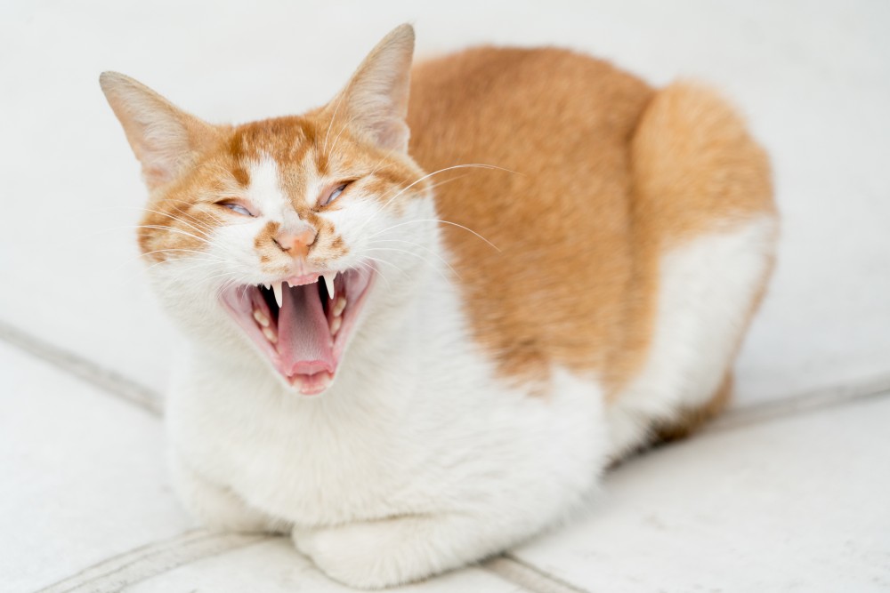 Беспокойство у кошки: причины и признаки