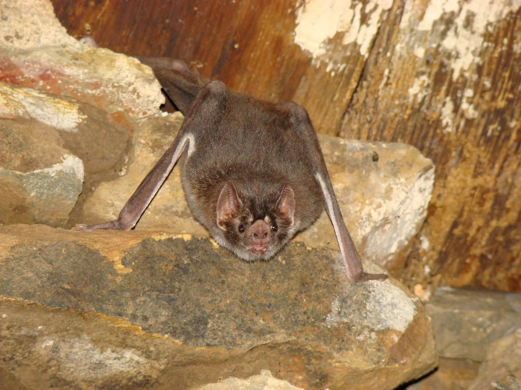 Белокрылая летучая мышь-вампир - white-winged vampire bat