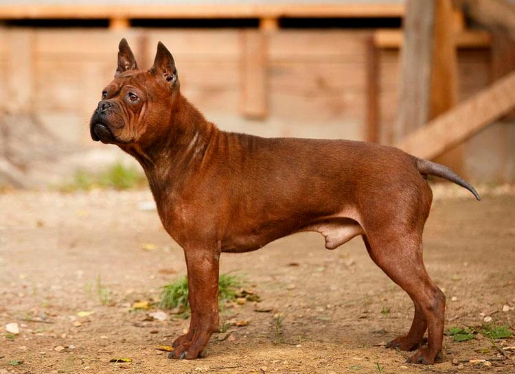 Одна на миллион: топ-10 самых редких в мире пород собак