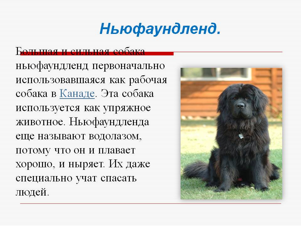 Порода собак ньюфаундленд или водолаз: описание, характер, цены на щенков.