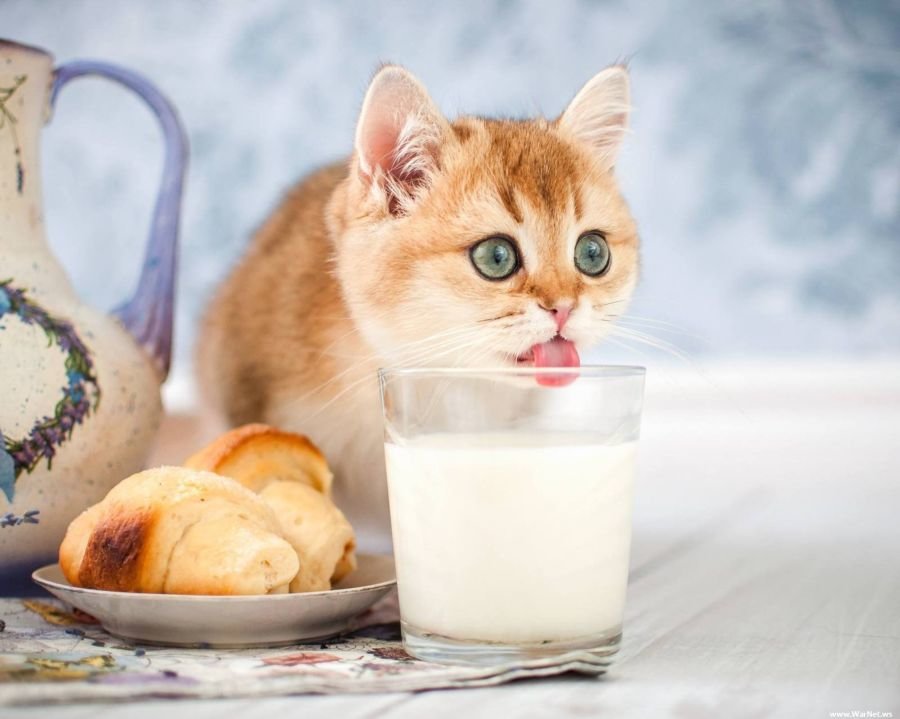 Можно ли котятам молоко