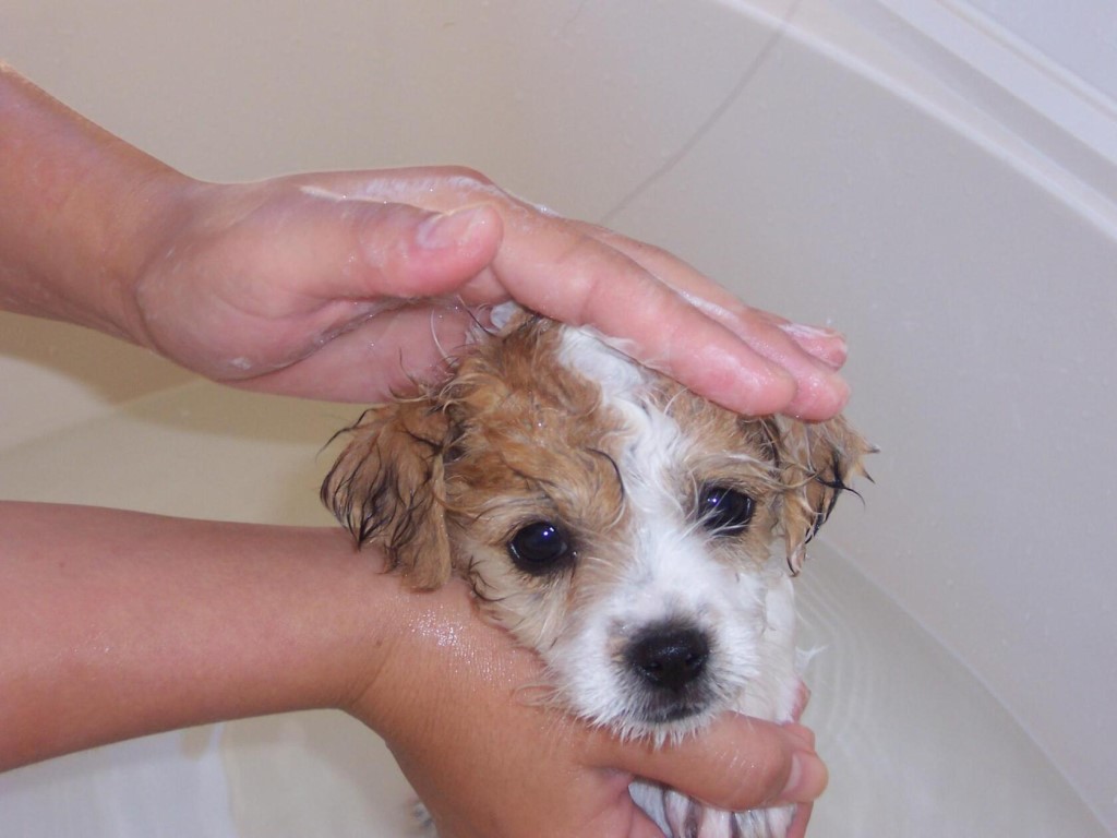 Купание щенка: когда можно мыть первый раз, основные правила проведения водных процедур в домашних условиях, какой шампунь использовать