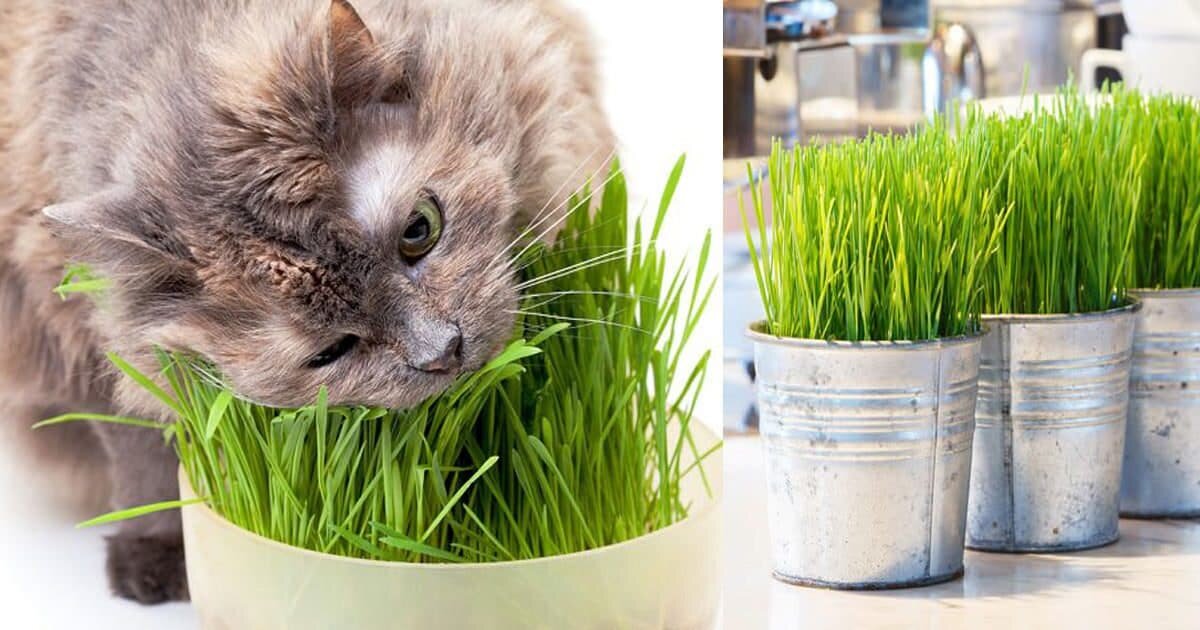 3 причины, почему ваша кошка обожает есть траву - gafki.ru