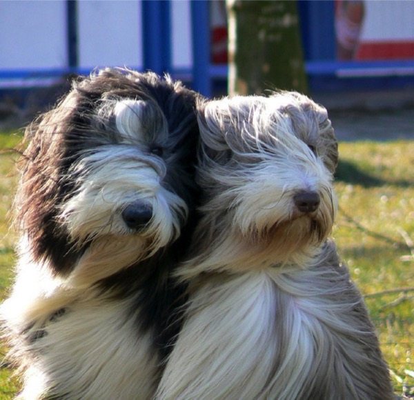 Бородатый колли собака. описание, особенности, уход и цена породы | животный мир