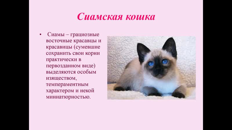Тонкинская кошка: описание внешности и характера, уход за питомцем и его содержание, выбор котёнка, отзывы владельцев, фото тонкинеза