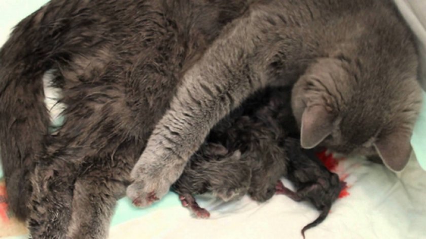 Через сколько кошка может забеременеть после родов