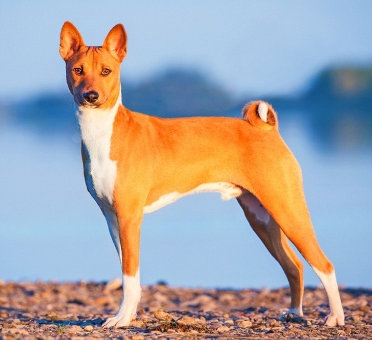 Характеристика породы фараонова собака с отзывами и фото