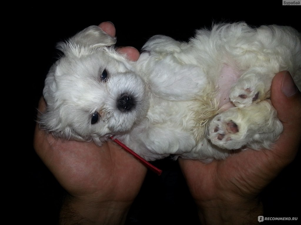 Мальтезе (фото): характеристика взрослой собаки и щенков мальтийской болонки, отзывы, цена