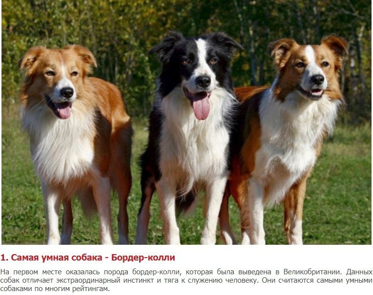Самые умные породы собак топ 10: названия с описанием и фото