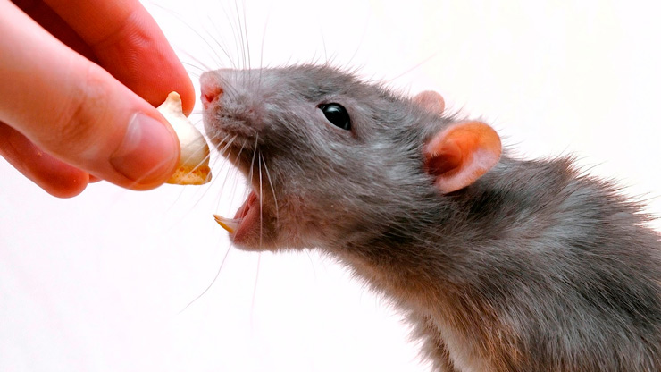 ᐉ что едят мыши в домашних условиях: чем кормить мышь? - zoomanji.ru