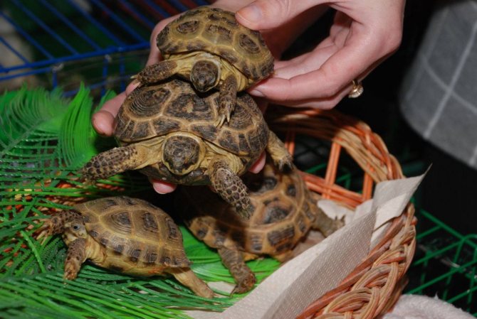Почему красноухая черепаха пищит? содержание черепах дома - уход, кормление, лечение заболеваний