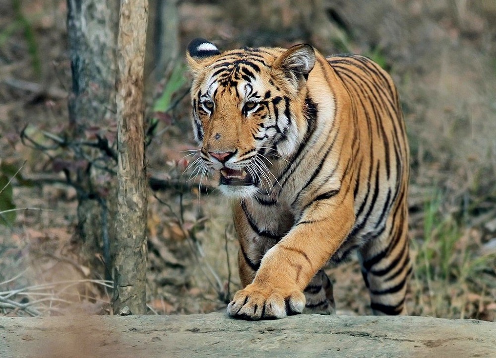 Тигры. ареал обитания, принципы охоты, социальное поведение тигров, взаимодействие с человеком