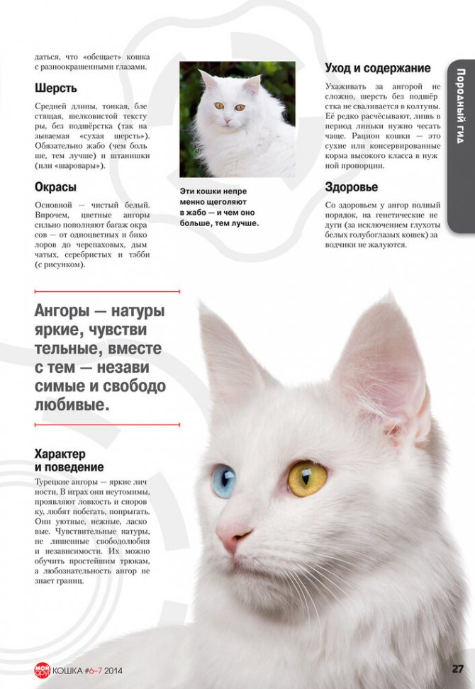 Ангорская кошка (ангора турецкая) – характер, фото и описание породы