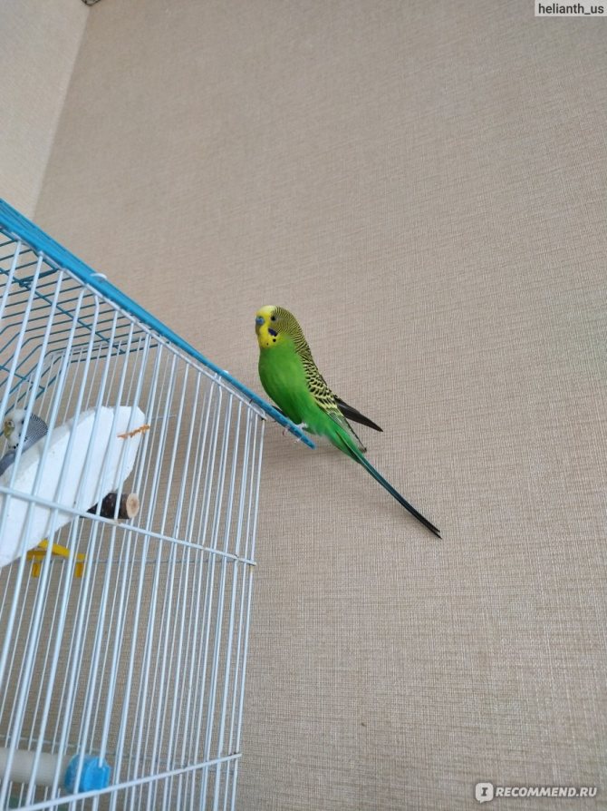 Адаптация попугая волнистого после покупки: первые дни дома