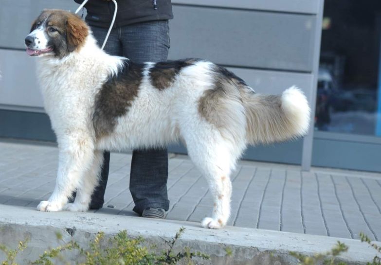 Кеесхонд собака. описание, особенности, уход и цена породы кеесхонд | sobakagav.ru