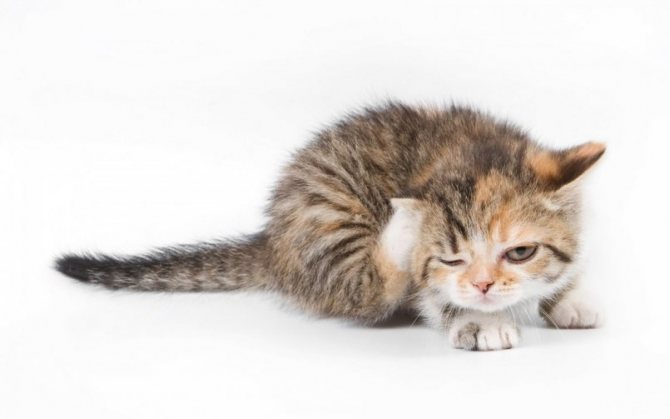 Подкожный клещ у кошек – так ли опасен паразит? - kupipet.ru