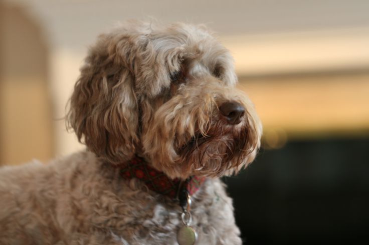 Эксклюзивная порода собак лабрадудль: фото, описание и уход