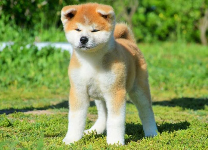 10 самых популярных японских пород собак