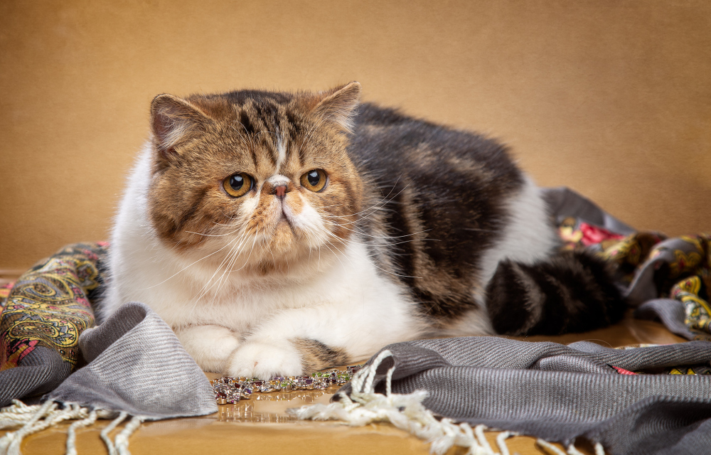 Экзотическая кошка(экзот) фото, описание экзотической короткошерстной, цена катят, отзывы