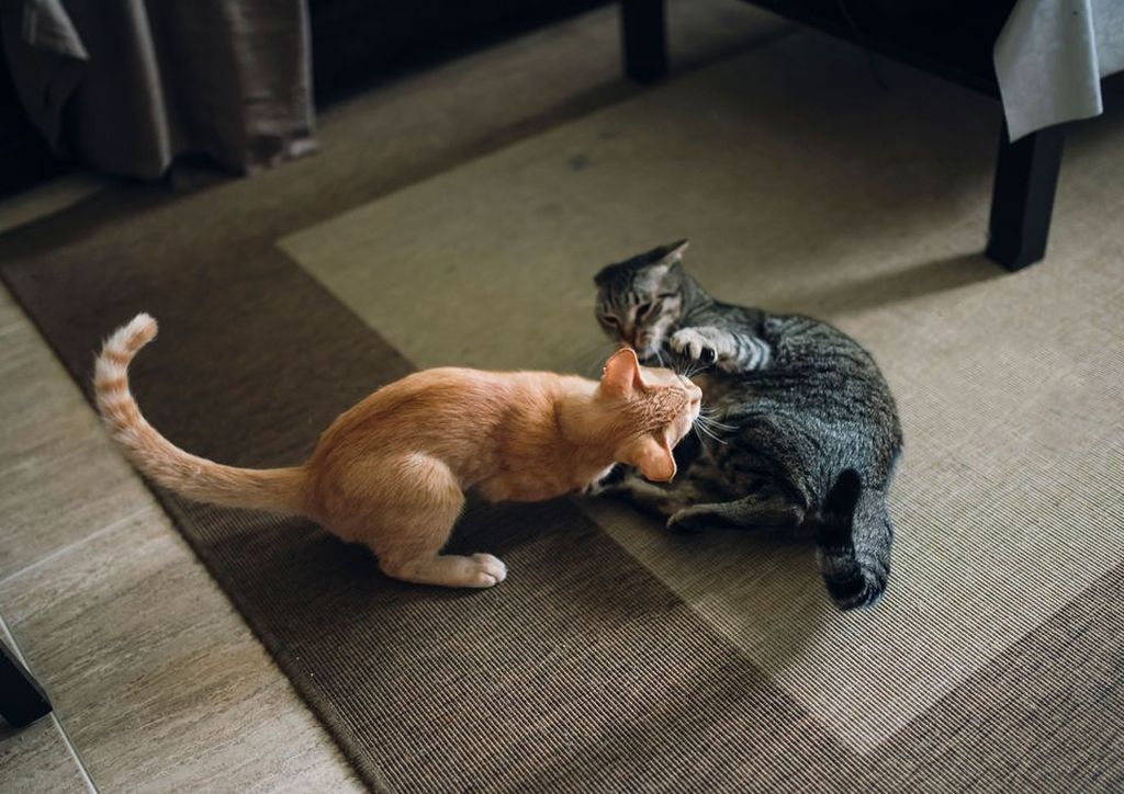 Причина нападения котов на своих хозяев: кидается и кусает, примеры как отучить