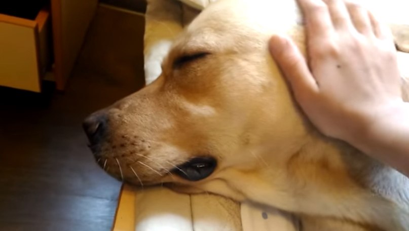 Собачьи слезы: могут ли собаки плакать?
