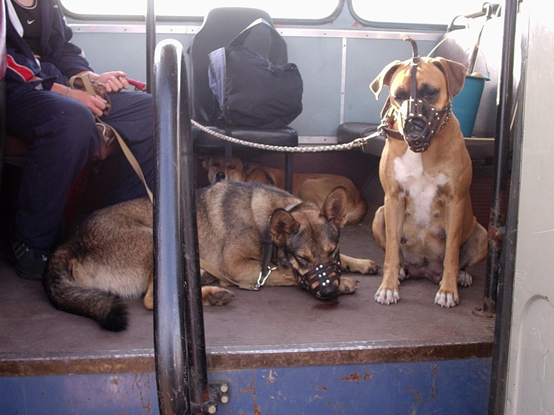 Можно ли перевозить собаку в поезде без переноски? - юридические советы от а до я