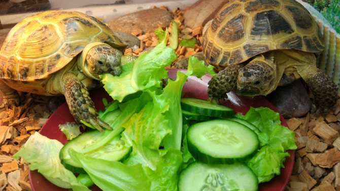 Среднеазиатская черепаха: уход, кормление, особенности и содержание