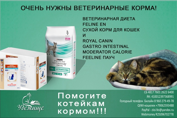 Сухой корм для котят: советы по выбору и особенности применения
