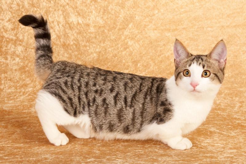 Все породы домашних кошек и котов с фотографиями и названиями: фото, описание характера