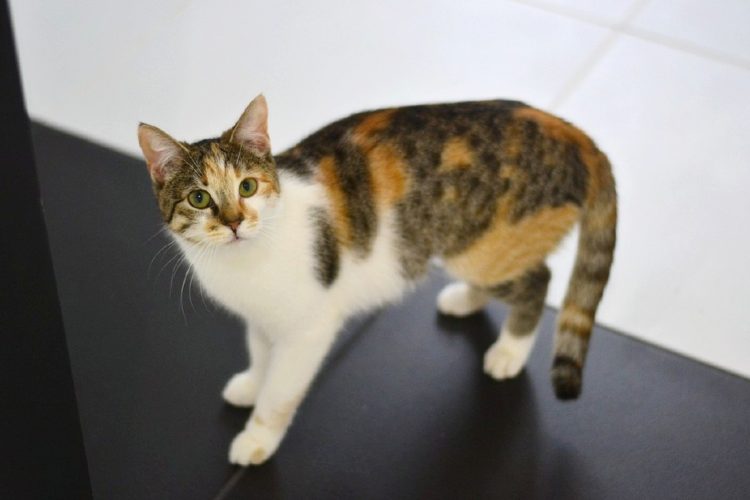 Эгейская кошка (16 фото): описание породы. как выглядят трехцветные кошка и кот? советы по уходу за питомцем