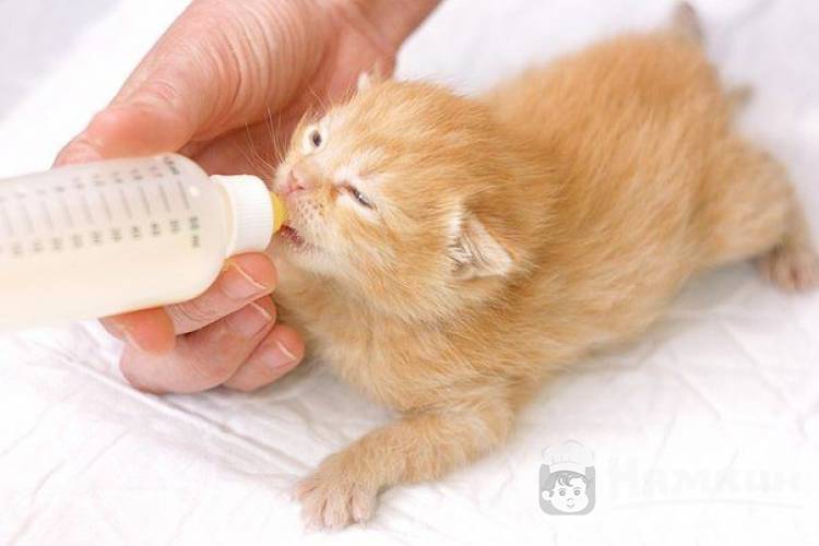 Мой опыт выхаживания новорожденных котят-сирот