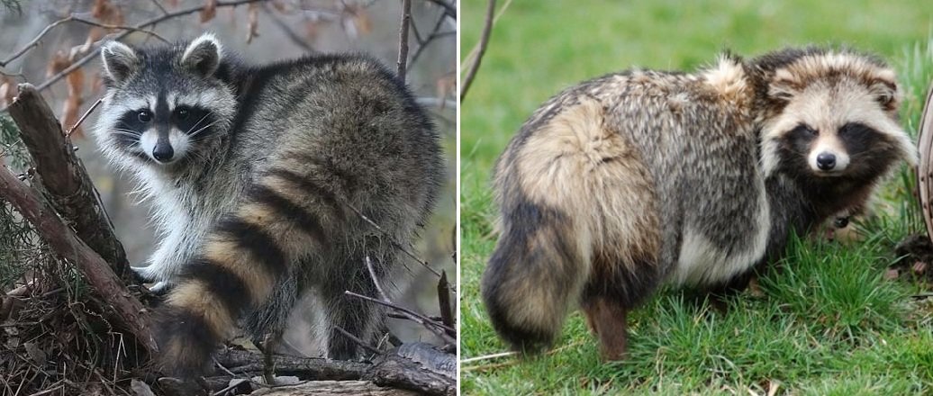 ᐉ енотовидная собака, её описание и фото, чем она отличается от енота - zoovet24.ru