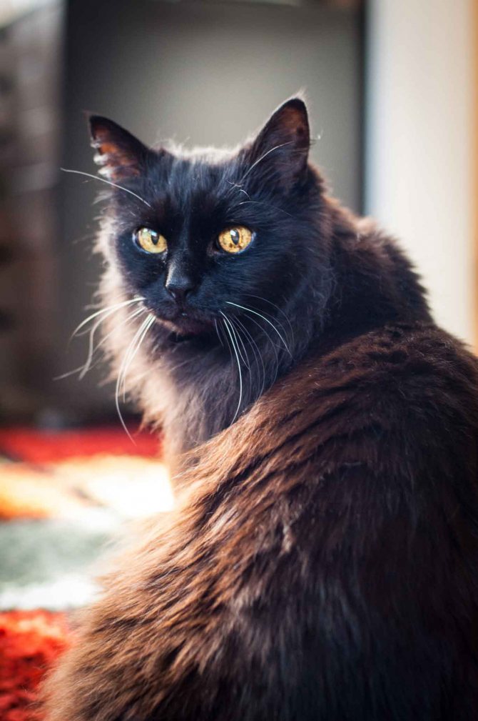 Шантильи-тиффани: описание породы кошек, характер, отзывы (с фото и видео)