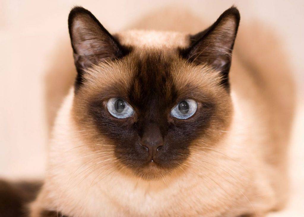 Породы кошек похожие на сиамских фото и названия