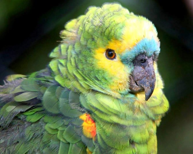 Интересные факты о способностях волнистых попугаев