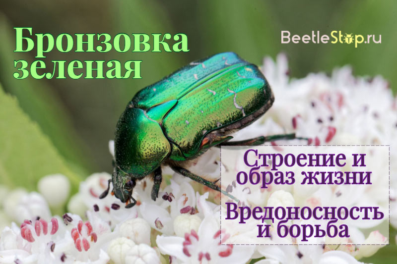 Жук бронзовка (35 фото): золотистая и другие виды. чем питается? вред и польза. как с ним бороться? описание личинок и взрослых жуков
