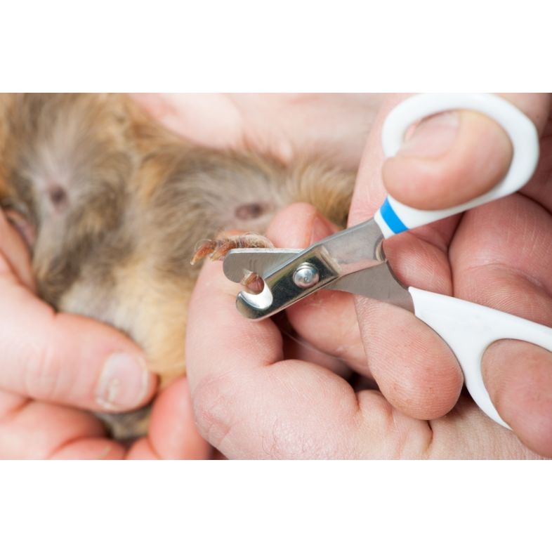 Как подстричь когти морской свинке в домашних условиях: пошаговая инструкция