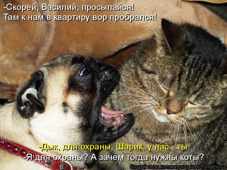 Почему ваша кошка или кот постоянно просит есть?