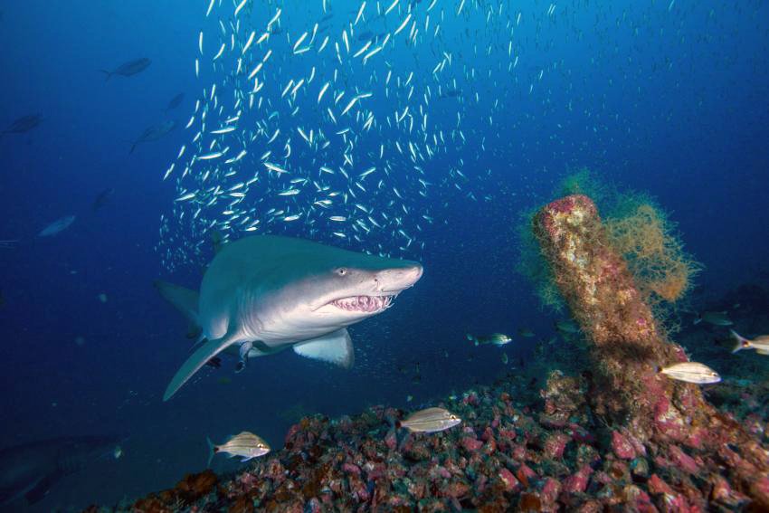Акулы - самые опасные пляжи и курорты ∞ лагуна акул