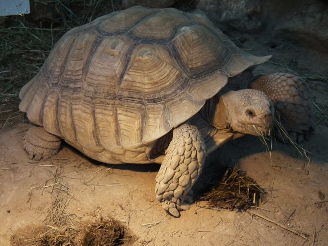 Сколько живут красноухие черепахи