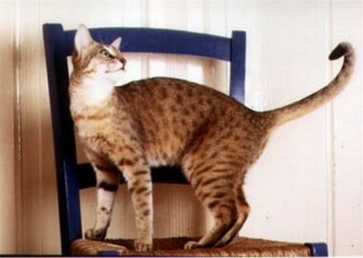 Кошка гавана — характеристика кошки, допустимый окрас шерсти. сколько живет и чем питается, плюсы и минусы породы (фото + отзывы)