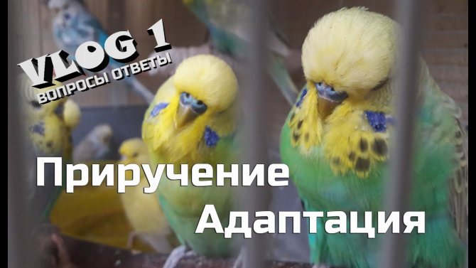 Адаптация волнистого попугая или первый день дома