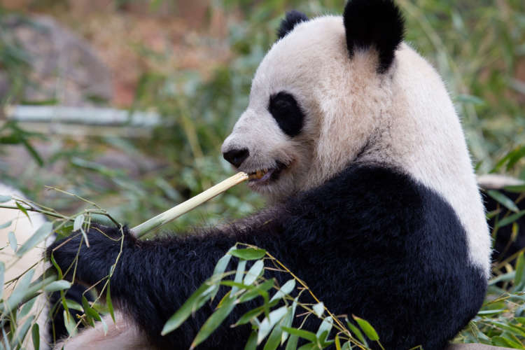 Большая панда: описание животного, фото, интересные факты, где обитают панды, сколько живут, чем питаются