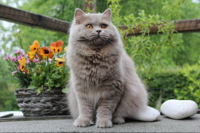 Британская короткошерстная кошка ???? фото, описание, характер, факты, плюсы, минусы кошки ✔