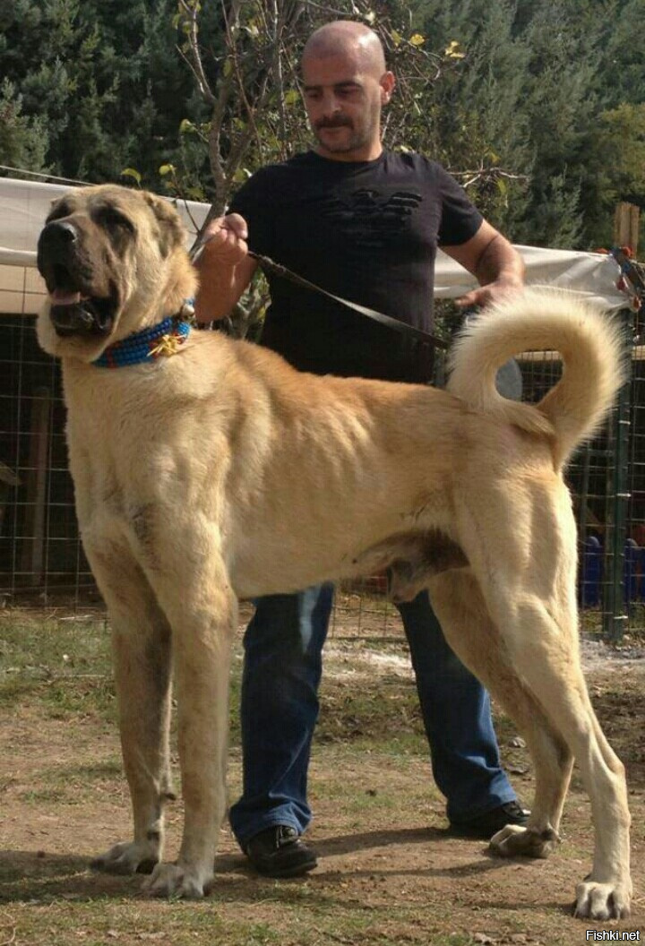 Турецкая собака кангал (анаталийский карабаш)