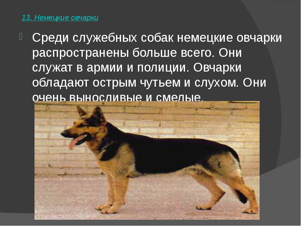 Разновидности немецких овчарок с фотографиями и названиями - виды немцев, линии разведения