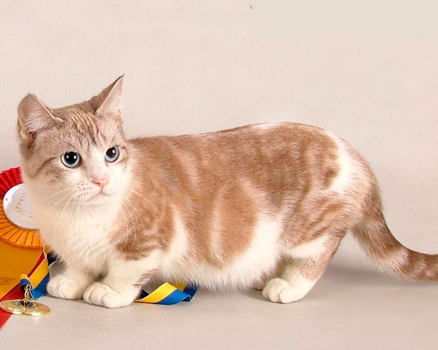 Самые маленькие кошки в мире: породы и особенности ухода за карликовыми котами