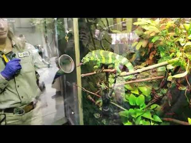 Стоит ли заводить домашнего хамелеона, условия содержания