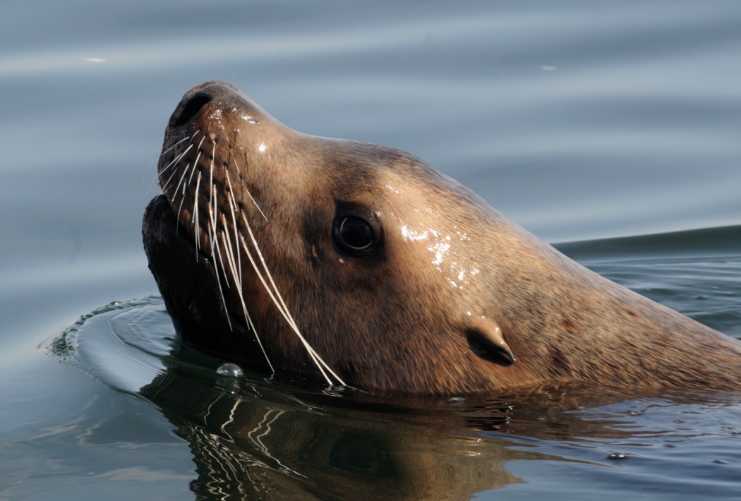 Животное тюлень: образ жизни, среда обитания, внешний вид, повадки и многое другое